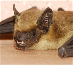 bat removal Grapevine