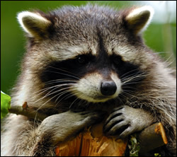 raccoon removal Grapevine